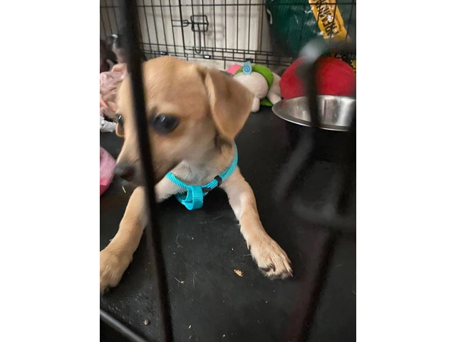 Adopt Bucks: 3-Month-Old Chihuahua, Vaccinated & Trained - 2/4