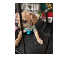 Adopt Bucks: 3-Month-Old Chihuahua, Vaccinated & Trained - 2