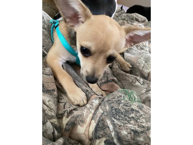 Adopt Bucks: 3-Month-Old Chihuahua, Vaccinated & Trained - 4/4