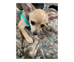 Adopt Bucks: 3-Month-Old Chihuahua, Vaccinated & Trained - 4