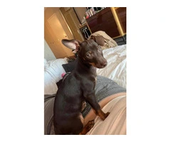 Chocolate Minpin Puppy with Gorgeous Green Eyes Needs a Loving Home - 3