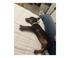 Chocolate Minpin Puppy with Gorgeous Green Eyes Needs a Loving Home - 4