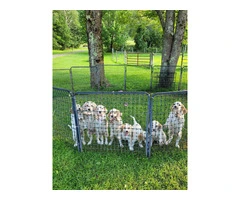 Reg. English Setter pups for sale