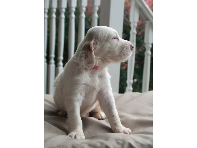 Reg. English Setter pups for sale - 2/4
