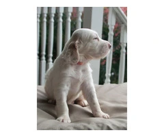Reg. English Setter pups for sale - 2