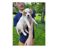 Reg. English Setter pups for sale - 4
