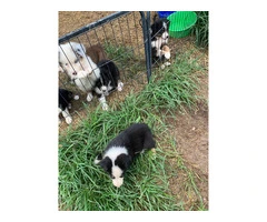 Gorgeous standard-size Australian Shepherd puppies for sell - 7