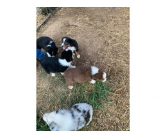 Gorgeous standard-size Australian Shepherd puppies for sell - 9