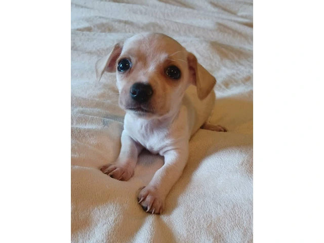 5 tiny chiweenie puppies for sale - 1/7