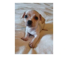 5 tiny chiweenie puppies for sale