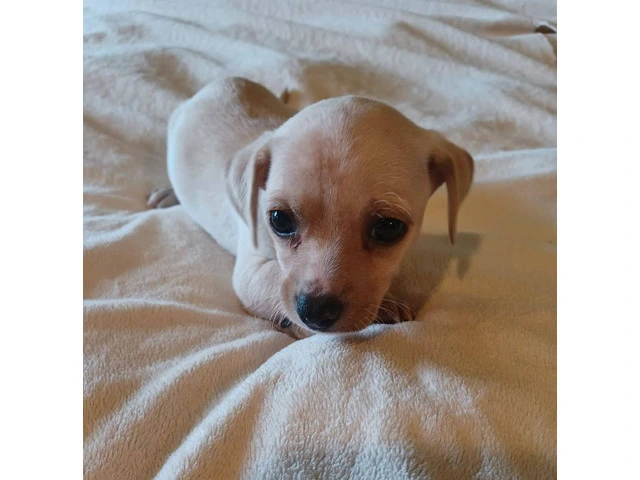 5 tiny chiweenie puppies for sale - 2/7