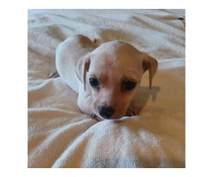 5 tiny chiweenie puppies for sale - 2