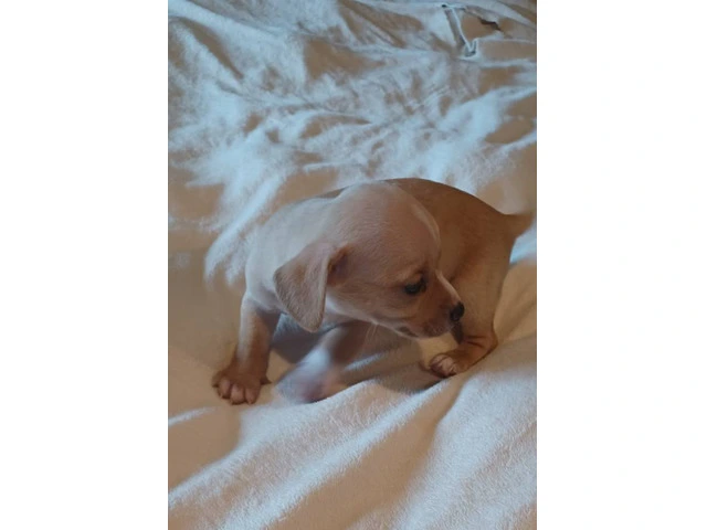 5 tiny chiweenie puppies for sale - 3/7