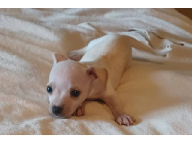 5 tiny chiweenie puppies for sale - 4/7