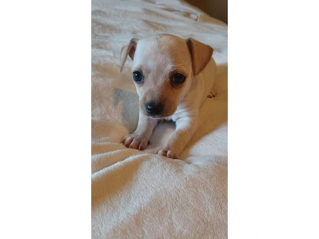 5 tiny chiweenie puppies for sale - 5/7