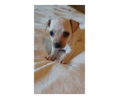 5 tiny chiweenie puppies for sale - 5