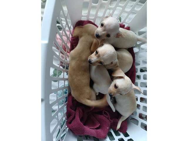 5 tiny chiweenie puppies for sale - 6/7
