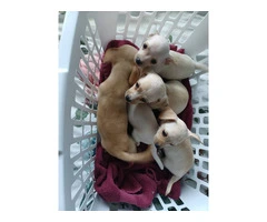 5 tiny chiweenie puppies for sale - 6