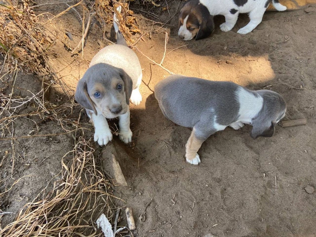Beagles for sell - 2/8