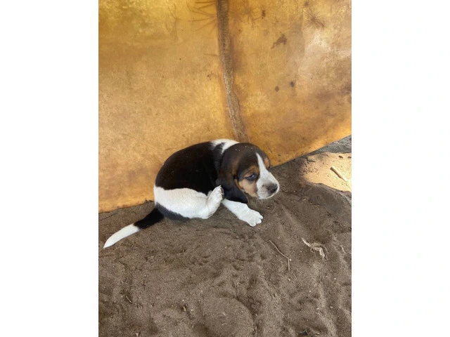 Beagles for sell - 4/8