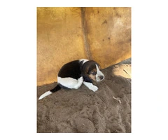 Beagles for sell - 4
