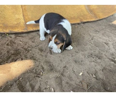 Beagles for sell - 6