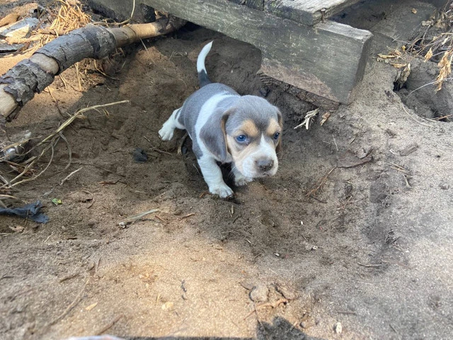 Beagles for sell - 7/8