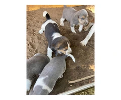 Beagles for sell - 8