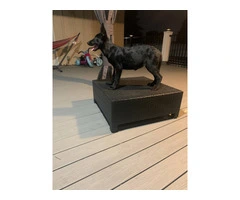 Black German Shepherd Dog puppy for sale - 3