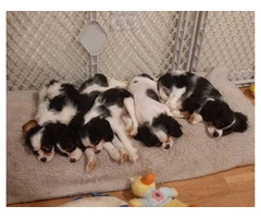 5 King Charles Spaniel Puppies for Sale: Vaccinated, House Trained, and AKC Registered