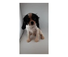 5 King Charles Spaniel Puppies for Sale: Vaccinated, House Trained, and AKC Registered - 2