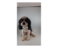 5 King Charles Spaniel Puppies for Sale: Vaccinated, House Trained, and AKC Registered - 3