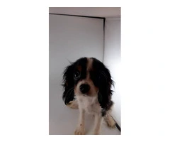 5 King Charles Spaniel Puppies for Sale: Vaccinated, House Trained, and AKC Registered - 4