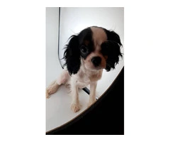 5 King Charles Spaniel Puppies for Sale: Vaccinated, House Trained, and AKC Registered - 5