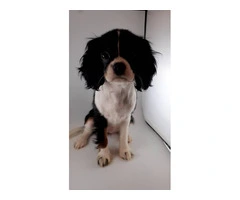 5 King Charles Spaniel Puppies for Sale: Vaccinated, House Trained, and AKC Registered - 6
