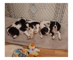 5 King Charles Spaniel Puppies for Sale: Vaccinated, House Trained, and AKC Registered - 7