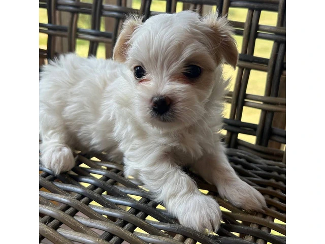 2 white MORKIE female puppies not cheap - 1/8