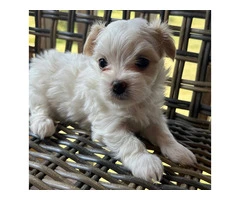 2 white MORKIE female puppies not cheap
