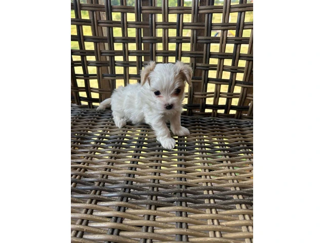 2 white MORKIE female puppies not cheap - 2/8