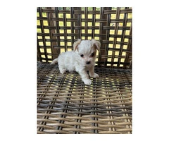 2 white MORKIE female puppies not cheap - 2