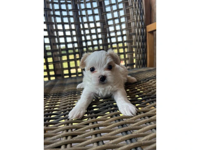 2 white MORKIE female puppies not cheap - 3/8
