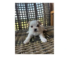 2 white MORKIE female puppies not cheap - 3