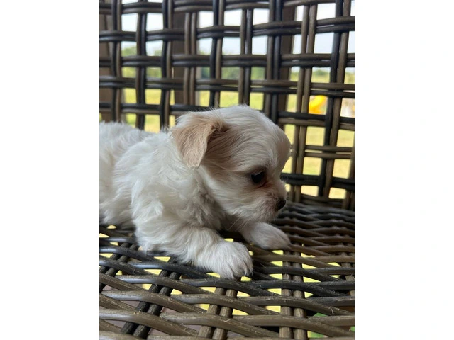2 white MORKIE female puppies not cheap - 4/8