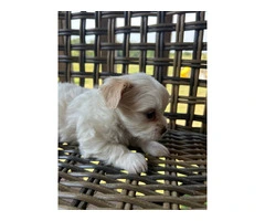 2 white MORKIE female puppies not cheap - 4