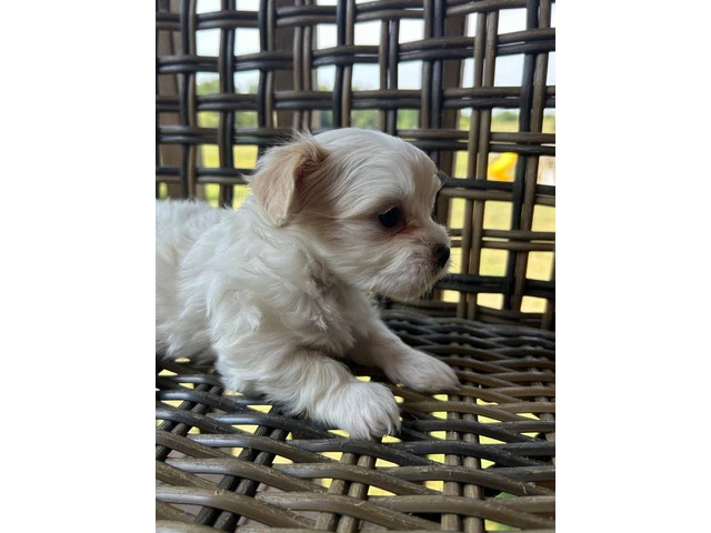 2 white MORKIE female puppies not cheap - 5/8