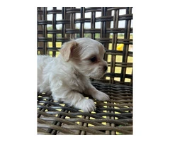 2 white MORKIE female puppies not cheap - 5