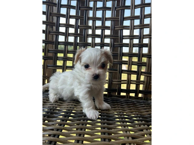 2 white MORKIE female puppies not cheap - 6/8
