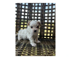 2 white MORKIE female puppies not cheap - 6
