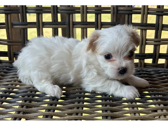 2 white MORKIE female puppies not cheap - 7/8