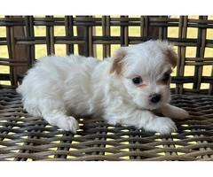 2 white MORKIE female puppies not cheap - 7